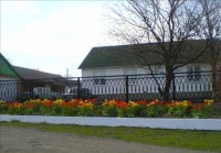 цветут тюльпаны