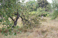 Няневка   пора уборки врожаю 