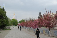 Сакури радують 