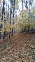 Осінні мотиви