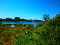 Днепровские плавни - изюминка Бериславщины. Речка Козак  - рукав  Днепра. Ольговка - Бериславский район. Берег, скалы.
