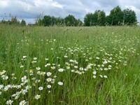 Краєвиди