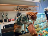 КетКафе у Черкасах